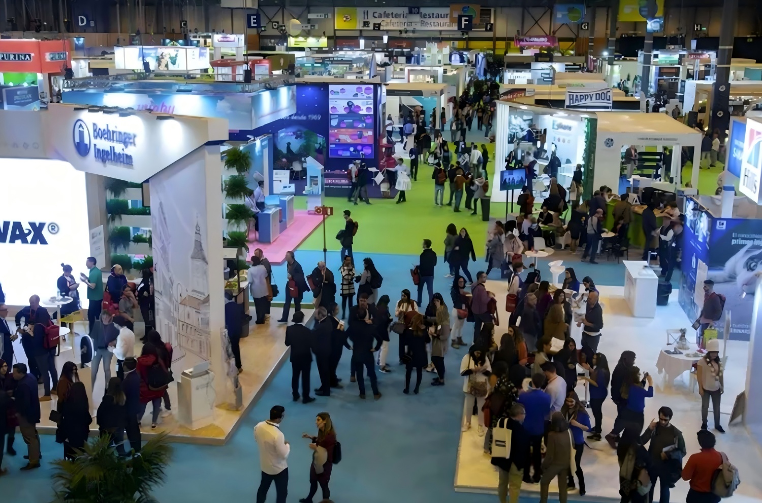 西班牙宠物(1) 西班牙宠物(1)